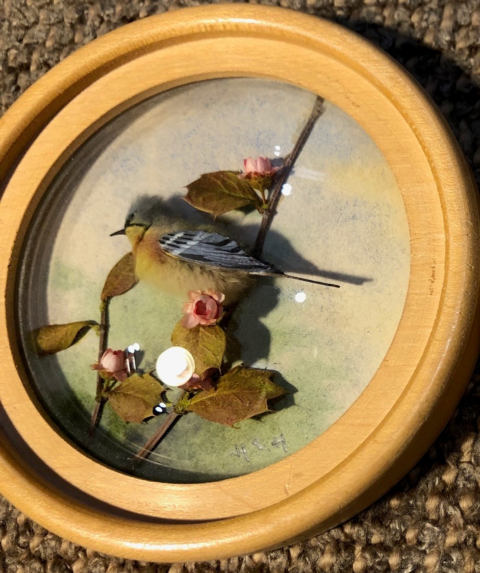 Parula Warbler